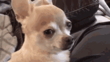 Crying Sad GIF - Crying Sad Chihuahua GIFs
