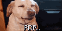 Fdp... GIF - Dog Forced Smile GIFs