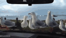 Seagulls Bird Attack GIF - Seagulls Bird Attack GIFs