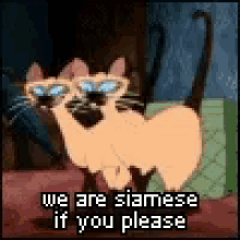 Si And Am We Are Siamese If You Please GIF - Si And Am We Are Siamese If You Please Lady And The Tramp GIFs