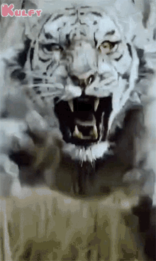 Tiger Animals GIF - Tiger Animals Gif GIFs