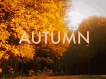 Autumn Falling Leaves GIF - Autumn Falling Leaves Changing Leaves GIFs