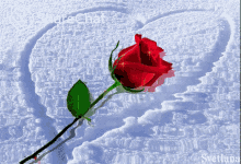 गुलाब रोज़ GIF - गुलाब रोज़ फूल GIFs