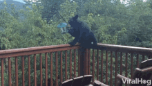 Bear Eating GIF - Bear Eating Bird Feeder GIFs