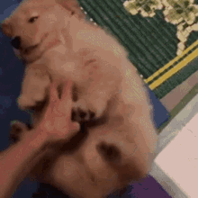 Tickle Dog GIF - Tickle Dog GIFs