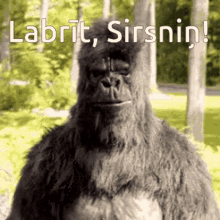 labr%C4%ABti%C5%86 good morning punch gorilla thumbs up