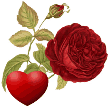 ninisjgufi flowers rose heart red