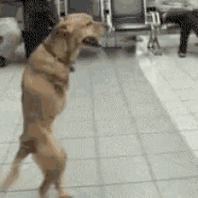 Special Dog GIF - Special Dog No Front Legs - Discover &amp; Share GIFs