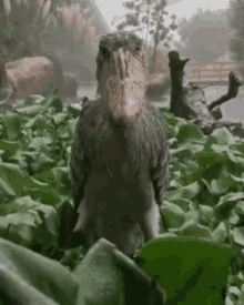 Stork Disappointed GIF - Stork Disappointed Duh GIFs