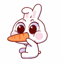 cute rabbit eating carrot baby face funny