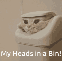 Cat Bin GIF - Cat Bin Funny Cat GIFs