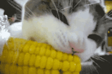 Hungry Eating GIF - Hungry Eating Cute GIFs