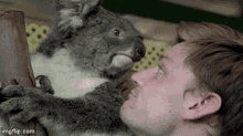 Goffin Koala GIF - Goffin Koala Goffinkoala GIFs