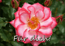 Rose Für Dich. GIF - Rose Für Dich Blume GIFs