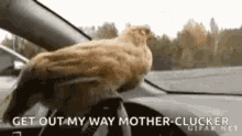 mother clucker get out of my way out of the way funny hilarious