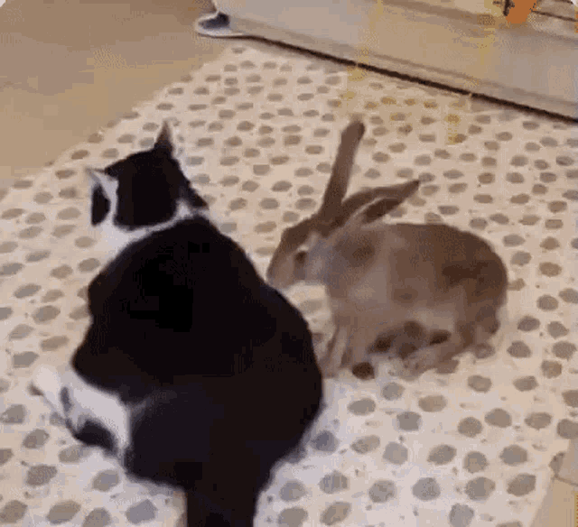 Bunny Massage Bunny Cat GIF - Bunny Massage Bunny Cat Massage GIFs