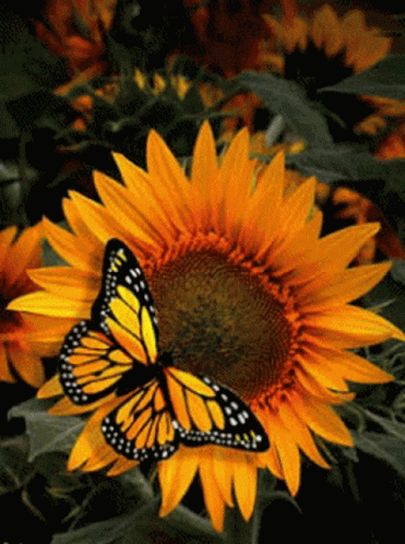 Sunflower Butterfly GIF - Sunflower Butterfly Flower GIFs