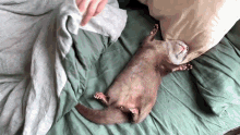 Otter Cute Animals GIF - Otter Cute Animals Sleep GIFs
