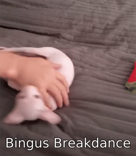 Bingus Breakdance GIF - Bingus Breakdance Spin GIFs