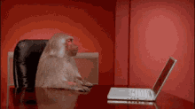 Monkey Pissed GIF - Monkey Pissed Annoyed GIFs