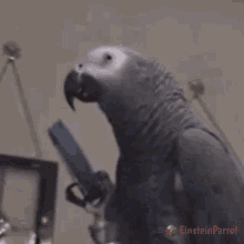 Parrot Einstein Parrot GIF - Parrot Einstein Parrot African Grey Parrot GIFs