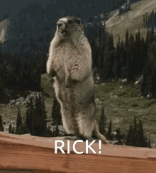 Rick Marmot Scream GIF - Rick Marmot Scream GIFs
