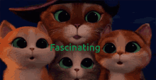 Fascinating Cat GIF - Fascinating Cat Kitten GIFs
