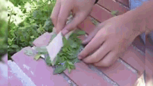Cutting Leaves Thumbs Up GIF - Cutting Leaves Thumbs Up Outside GIFs