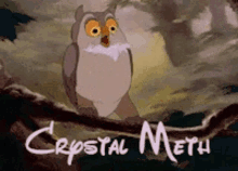 Owl Crystal Meth GIF - Owl Crystal Meth GIFs