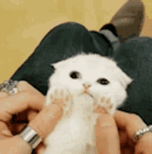 Toes Cat GIF - Toes Cat Paw GIFs