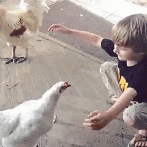 Chicken Child GIF - Chicken Child Hug GIFs