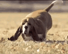 Cute Dogs Running GIF - Cute Dogs Running Field GIFs
