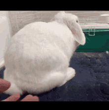 Bunny Surprised GIF - Bunny Surprised Rabbit GIFs