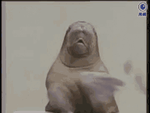 Clapping Seal GIF - Clapping Seal Applause GIFs
