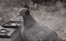 edm rave pigeon bird edm rave pigeon bird