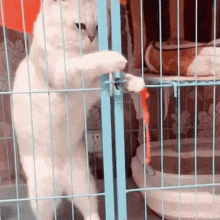 scappare escape