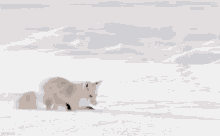 Arctic Fox Derpy GIF - Arctic Fox Derpy GIFs