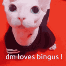 Binguscord Dm GIF - Binguscord Bingus Dm GIFs