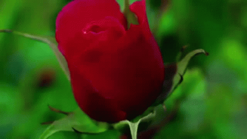 Rose Bloom GIF - Rose Bloom For You - Discover &amp; Share GIFs