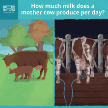 Dairy Milk GIF - Dairy Milk Cow GIFs
