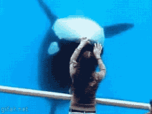 seaworld orca whale upside down flip