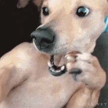Güzel Bu Dog GIF - Güzel Bu Dog Shocked GIFs