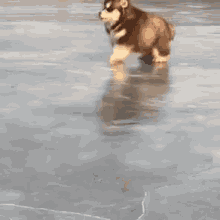 Puppy Ice GIF - Puppy Ice Cute Dog GIFs