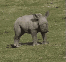 Rhino Rumba GIF - Rhino Rhinoceros Baby Rhino GIFs