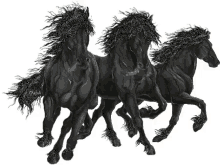 black horses horse