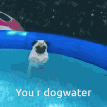 dog dogwater