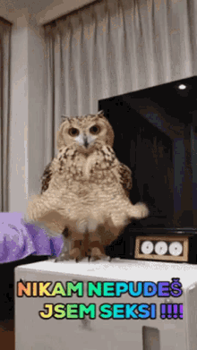sexy owl sexy owl