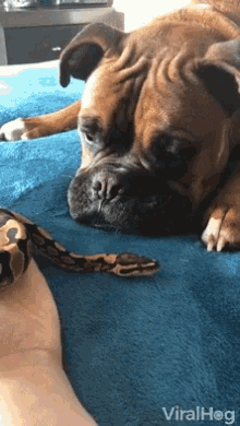 snakes pet snake doggo pet dog unlikely companion snakes pet snake doggo pet dog unlikely companion