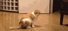 Space Cat GIF - Space Cat Lay Down GIFs