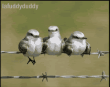 lafuddyduddy dangling chillin birds legs
